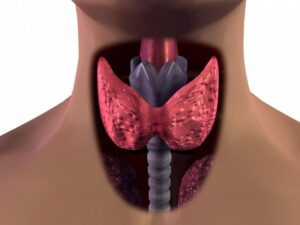 Подробнее о статье Когда щитовидная железа работает с нарушениями