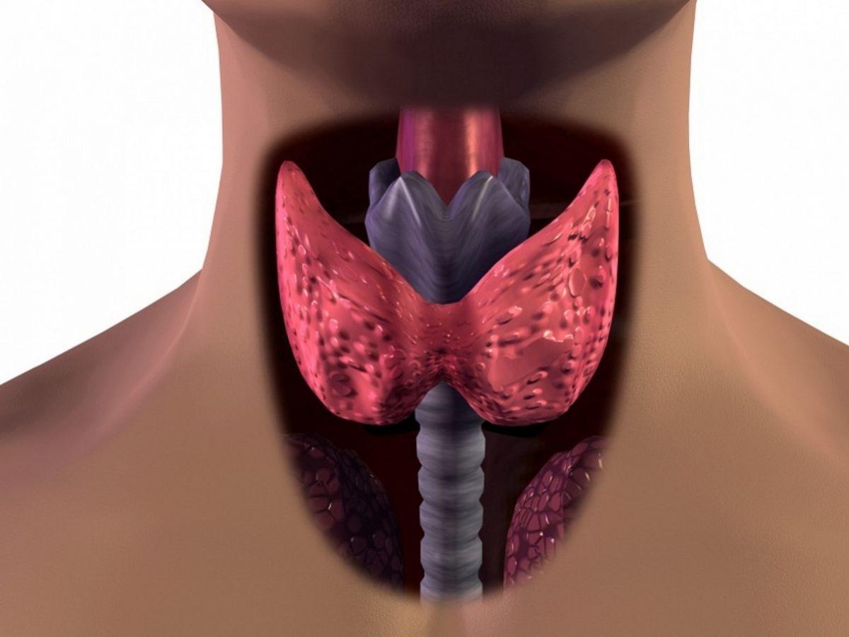 Вы сейчас просматриваете Когда щитовидная железа работает с нарушениями